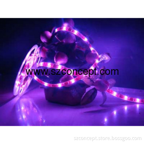 SMD5050 60leds LED Flexible Strips, LED Strip Light, LED Strips - P